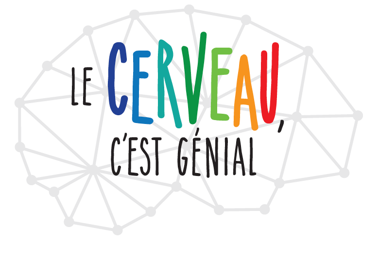 Image cerveau